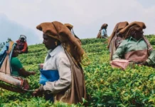 6 Tea Plantations Where You Can Watch Your Favourite Chai Come to Life