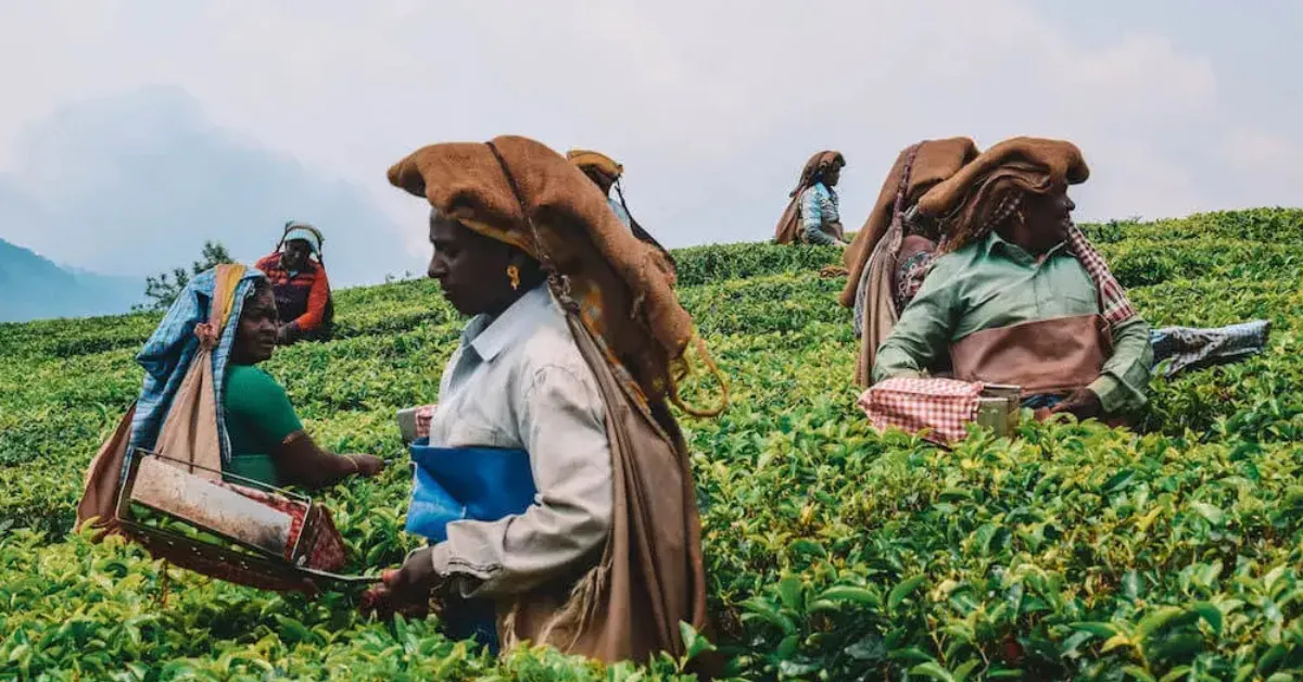 6 Tea Plantations Where You Can Watch Your Favourite Chai Come to Life