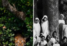 After Tigers Killed Their Husbands, 59 Women Planted 1 Lakh Mangroves in the Sundarbans