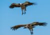 Vultures are disappearing in Nigeria – but the ‘Vulture King’ is fighting to reverse the trend