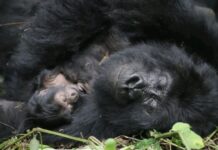 How Virunga Park protects people and gorillas from Ebola in eastern DRC