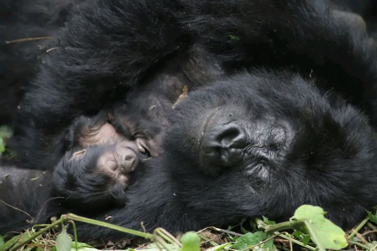 How Virunga Park protects people and gorillas from Ebola in eastern DRC