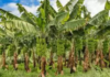 Beyond The Fruit, AP Sees Profit in Every Banana Plant