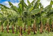 Beyond The Fruit, AP Sees Profit in Every Banana Plant