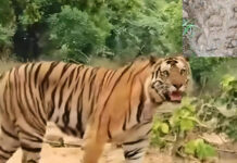 MP: Tribal Woman Dragged From Her Hut By Tiger, Body Found In Forest