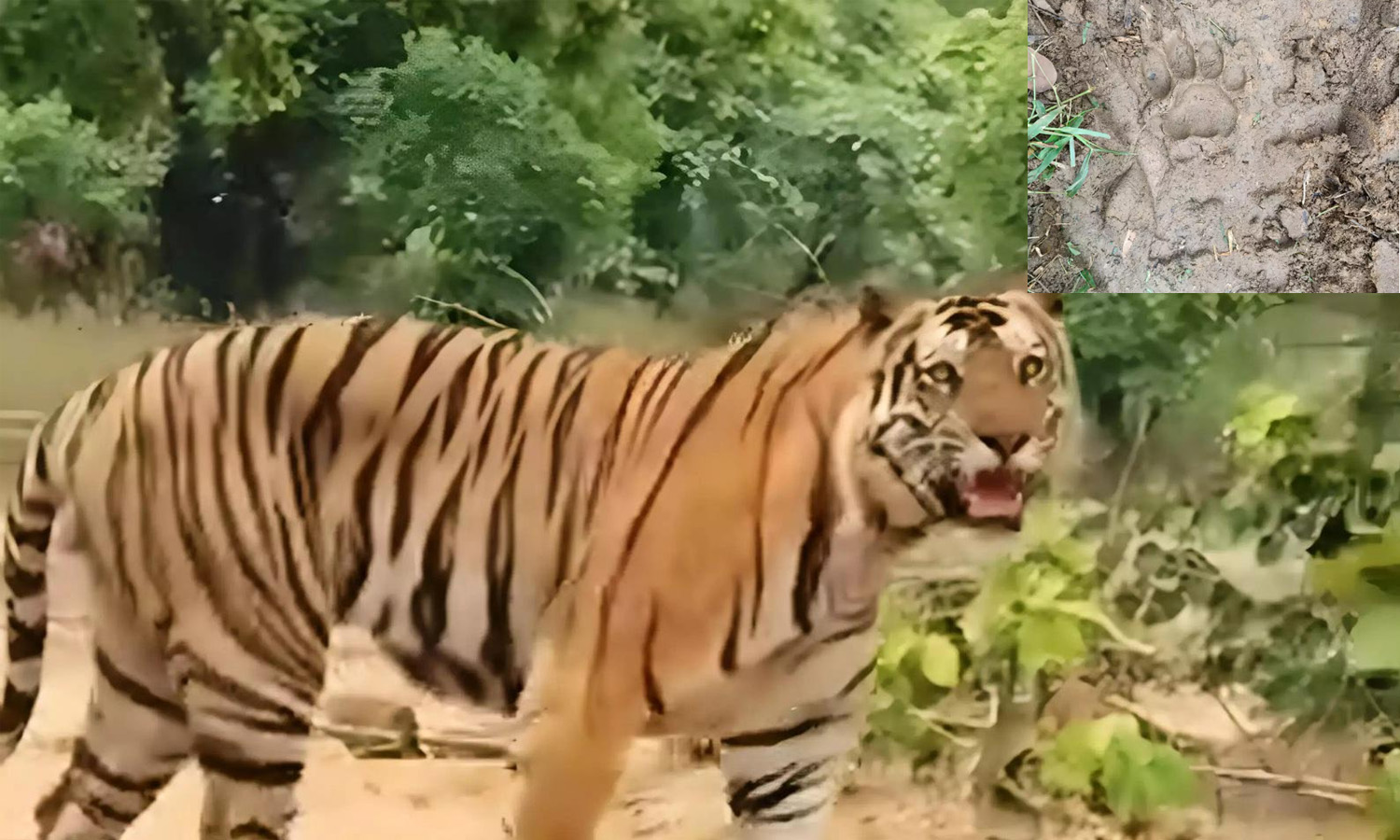 MP: Tribal Woman Dragged From Her Hut By Tiger, Body Found In Forest