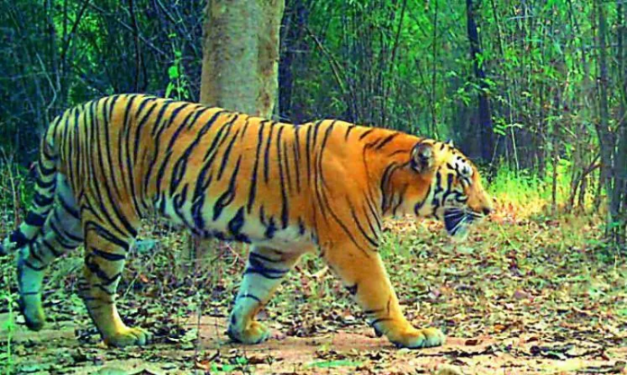 2071620-2011254-tiger-panic-gripped-in-rajanna-sircilla-district.jpg