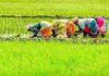 Tamil Nadu Agriculture Budget Draws Criticism From Farmers Bodies