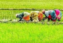 Tamil Nadu Agriculture Budget Draws Criticism From Farmers Bodies