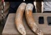 Assam: 2 Elephant Tusks Seized, 2 Arrested