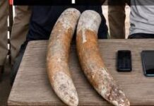 Assam: 2 Elephant Tusks Seized, 2 Arrested