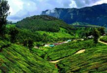 Kerala Forest Dept to launch ‘Atma’ brand of tea, coffee from own plantations