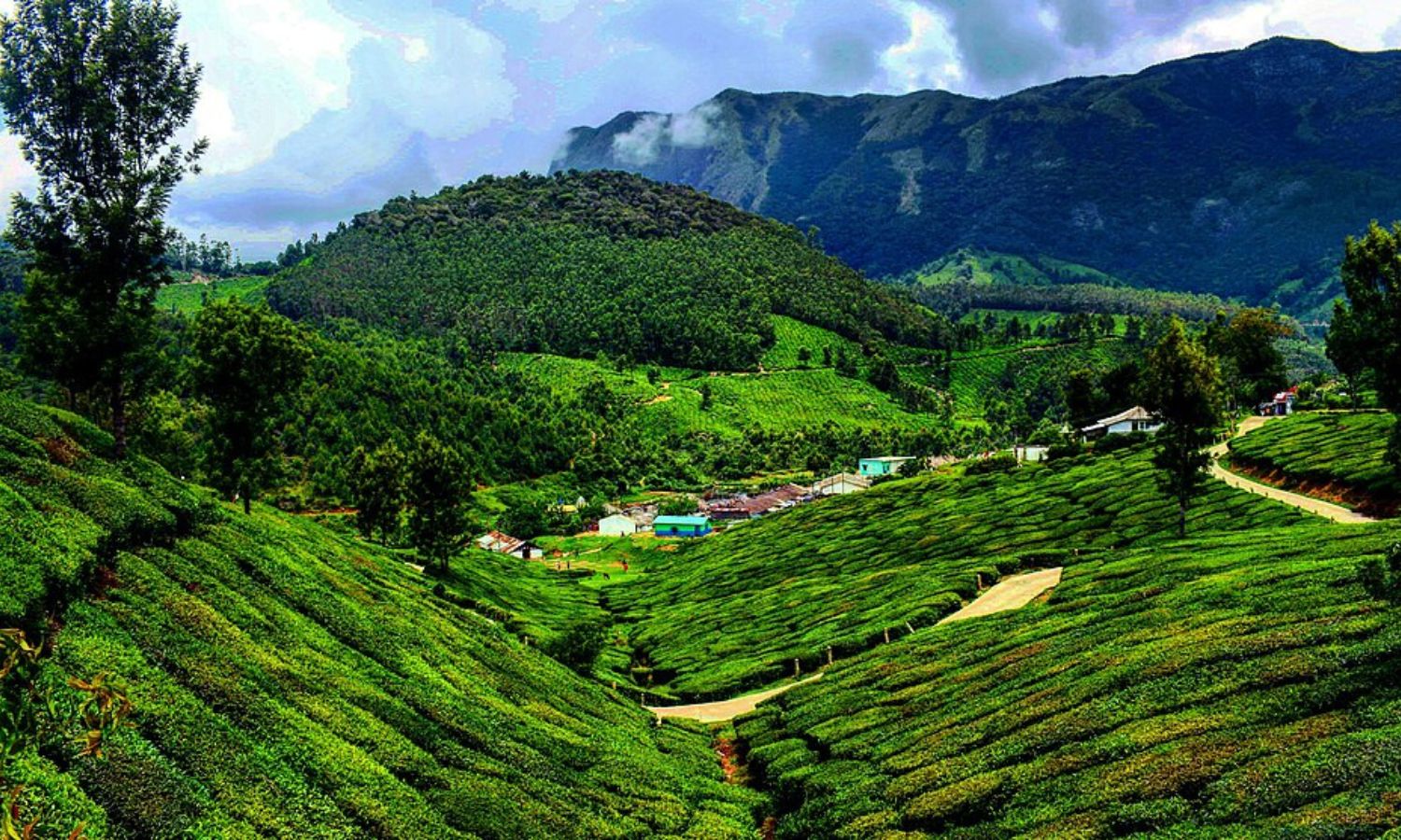 Kerala Forest Dept to launch ‘Atma’ brand of tea, coffee from own plantations