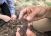 Fossils show huge carbon emissions harm forests, not ‘green the planet’