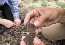 Fossils show huge carbon emissions harm forests, not ‘green the planet’