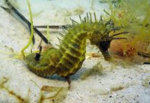 Legal warning after rise in seahorse disturbances