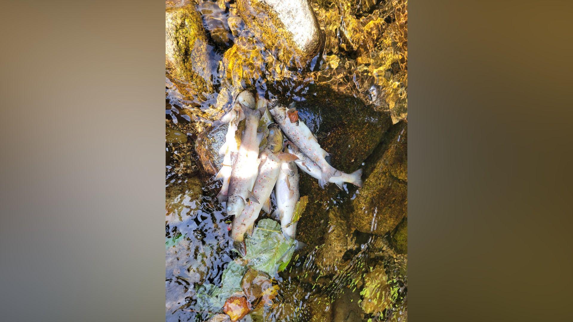 Generations of fish ‘wiped out’ after pollution incident