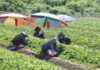 ‘Stop all outdoor activities’: South Korea records its highest ever temperature
