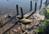 Hundreds of dead fish in river linked to heatwave