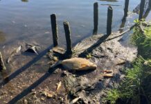 Hundreds of dead fish in river linked to heatwave