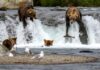 Gorging on bearcam: the livestream of big beasts eating that draws millions