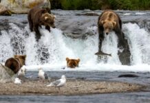 Gorging on bearcam: the livestream of big beasts eating that draws millions