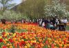 Mahalat: Discover the Netherlands of Iran