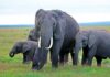 Mysterious elephant deaths in Kenya raise questions around pesticides
