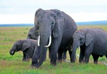 Mysterious elephant deaths in Kenya raise questions around pesticides