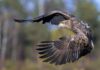 Young white-tailed eagles released on Exmoor