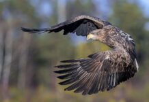 Young white-tailed eagles released on Exmoor