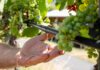 Heat is on as German winegrowers struggle to protect vines