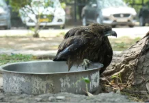 Birds Are Flying Into Delhi’s Offices to Escape the Heat and Rescue Teams Say It’s a Warning