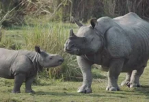 From 27 Rhinos Killed a Year to Zero: How an IFS Officer Took on Poaching Gangs in Kaziranga
