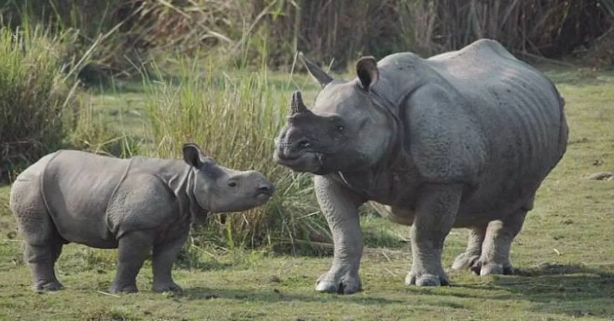 From 27 Rhinos Killed a Year to Zero: How an IFS Officer Took on Poaching Gangs in Kaziranga