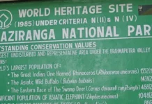 Everyone’s Debating Kaziranga’s 10-Km Zone. A Rhino Doesn’t Know Where the Park Ends