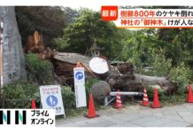 800-Year-Old Sacred Tree Falls at Ibaraki Shrine