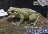 All 54 Japanese Frog Species in Special Exhibition
