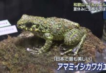 All 54 Japanese Frog Species in Special Exhibition