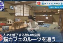 Cat Cafes Actually Originated in Osaka