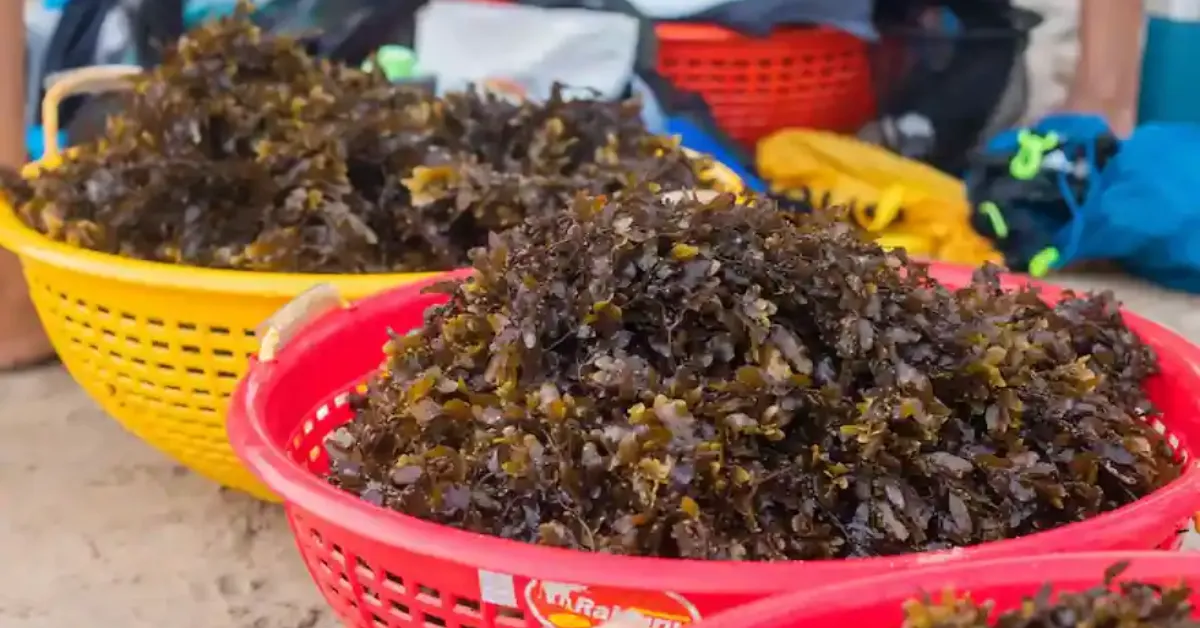8 Seaweeds From India’s Coast That End Up in Your Ice Cream, Toothpaste & Medicines