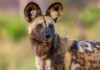 Wild dogs record 2,500-mile trek across Africa in search of a mate