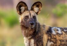 Wild dogs record 2,500-mile trek across Africa in search of a mate