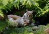 When did grey squirrels start posing a threat to reds?