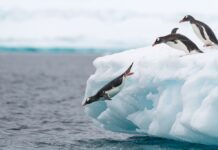 Scientists identify new species of penguin in subantarctic waters — the first in over a century