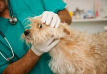 Simple colour chart that could save your dog’s life