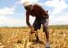 Africa’s Green Revolution threatens traditional foods