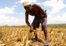 Africa’s Green Revolution threatens traditional foods