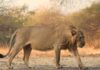 Ten Lions Found Dead In Suspected Poisoning Incident In Tanzania