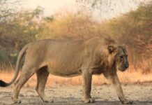 Ten Lions Found Dead In Suspected Poisoning Incident In Tanzania